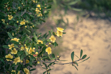 flowers in the forest