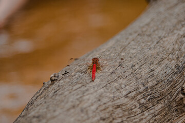 Red Dragonfly