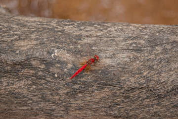 Dragonfly