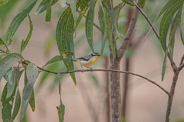 A beautiful little bird