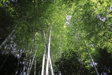 新緑が美しい竹林