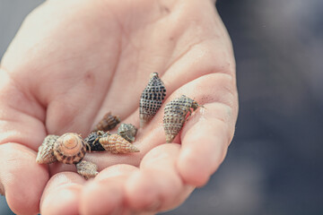Crabs in the Hand