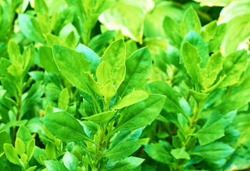 Green leaf texture. Leaves texture background. Creative layout of green leaves. Nature background