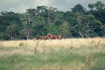 Wild Horses