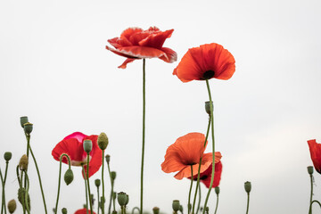 Obraz premium 물의정원에 핀 양귀비꽃