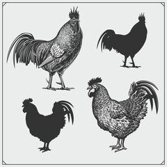 Fototapeta na wymiar Illustration of roosters. Vector silhouettes. Black and white.