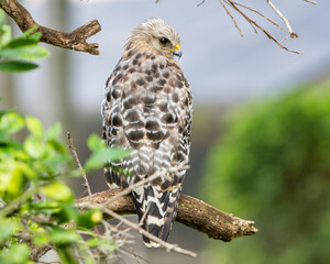Florida hawk
