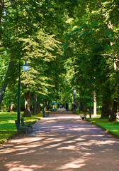 Trees and park path at the public park. Green city park with trees.
