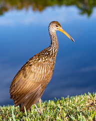 Florida Limpkin