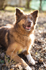 beautiful close-up portrait of a dog