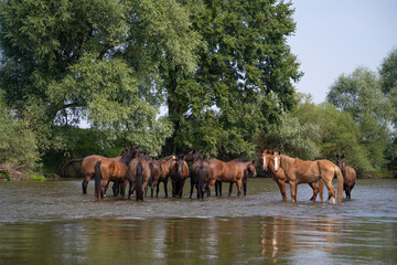 a herd of horses in the river