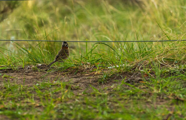 mirando al horizonte