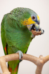 Amazon green parrot eating a nut walnut close up