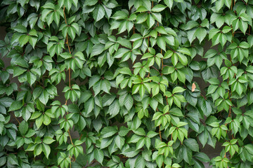 wall covered in green ivy
