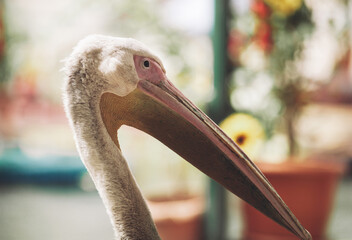 a beautiful pelican on a city street walks down the street.