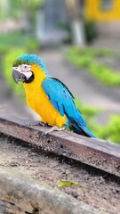 Macaw