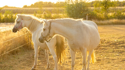  horses with white manes.White horse on a sunny windy day in a paddock.Farm animals.horse walks in...
