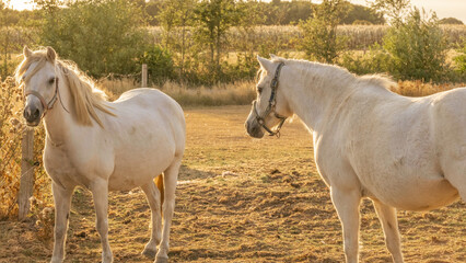 white horses with white manes. horse on a sunny windy day in a paddock.Farm animals.horse walks in...