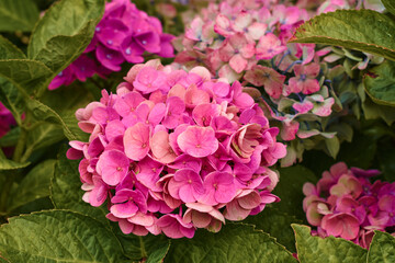 Hydrangea pink, purple and blue hydrangea flowers. Hydrangea macrophylla flowers and leaves in garden.