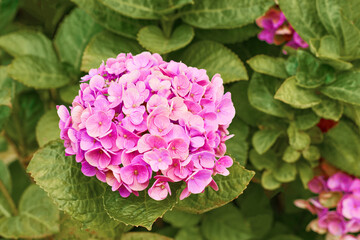 Hydrangea pink, purple and blue hydrangea flowers. Hydrangea macrophylla flowers and leaves in garden.