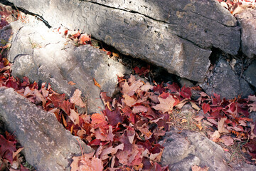 Background with grey stones and red maple leaves
