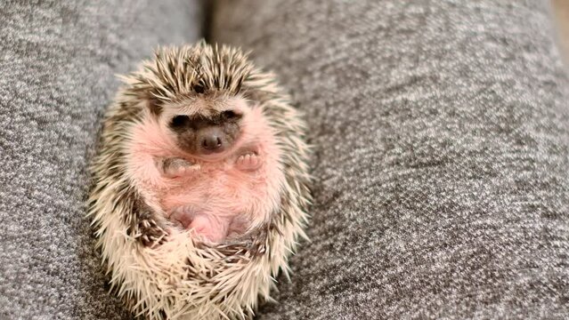 Baby hedgehogs.Little gray hedgehog with a pink belly on soft gray fabrics.prickly pet. African white-bellied hedgehog.Hedgehog emotions.Gray hedgehog with white spots. 4k footage