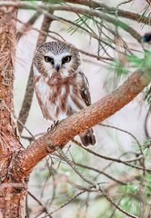 horned owl