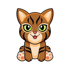 Cute pixie bob cat cartoon