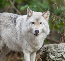 Close-up of beautiful gray wolf (Canis Lupus) standing in autumn woodlands looking at camera