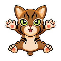 Cute pixie bob cat cartoon