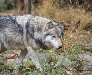 Naklejka na ściany i meble Close-up of beautiful gray wolf (Canis Lupus) walking in autumn woodlands 