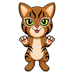 Cute pixie bob cat cartoon