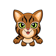 Cute pixie bob cat cartoon flying