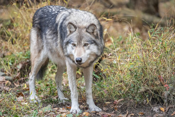 Naklejka na ściany i meble Close-up of beautiful gray wolf (Canis Lupus) standing in autumn woodlands