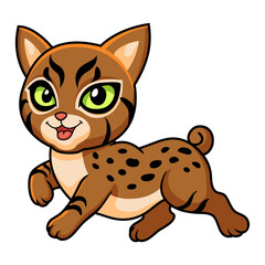 Cute pixie bob cat cartoon