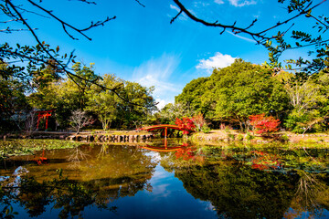 Fototapeta premium 宇佐神宮の紅葉