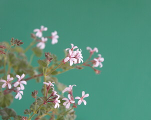 Blooming scented pelargonium, with small white flowers, mint scented leaves, ornamental and medicinal plant, on green background