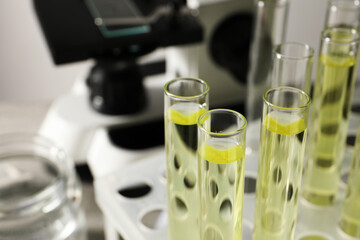Test tubes with urine samples for analysis in holder near microscope, closeup