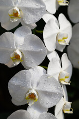 White Phalaenopsis orchid flower blossom in garden