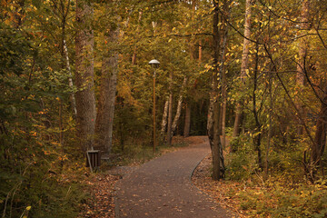 Obraz premium Many beautiful trees and pathway in autumn park