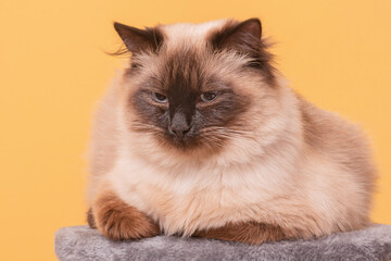 Purebred young cat on a gray cat stand. Cat on a yellow background Neva masquerade.