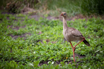 Seriema, Cariama cristata em plantação de amendoin. Seriema in peanut plantation