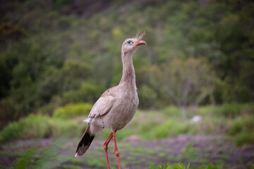 Seriema, Cariama cristata em plantação de amendoin. Seriema in peanut plantation