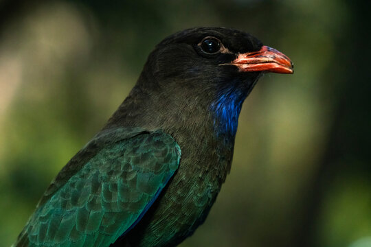 Close Up, Portrait Of A Colourful Oriental Dollarbird