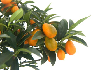 Bonsai tree of  kumquat,  with orange fruits, fortunella margarita, ornamental houseplant native to Southern China,  on white background