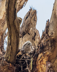 A big-headed stocky Australian native bird known as a Tawny Frogmouth (Podargus strigoides) seated on a nest made of of twigs.
