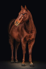 Black shot fine art portrait of a dark chestnut brown quarter horse gelding in isolated on black...