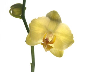 Blooming Lemon yellow moth orchids, Species of Phalaenopsis, beautiful ornamental plant, on white background