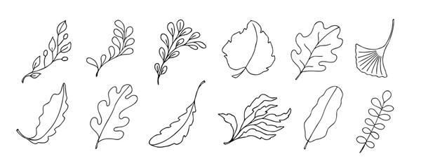 Leaves vector sketch set. Hand drawn decorative elements