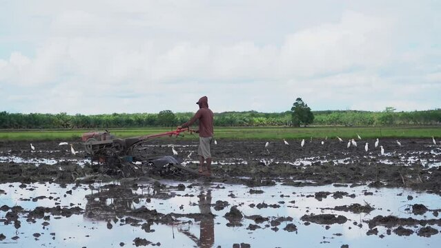 Video from the side, a farmer is plowing a field using a tractor. among the crowd of egret buffalo or Bubulcus ibis.